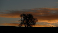 Vogeltreffen im Morgenrot auf 'meinem' Baum, Weiterdingen, Januar 2020