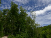 Frühlingsgrüner Wald am Schienerberg, Mai 2020