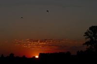 Sonnenaufgang mit Vögel bei Hausen a.A. Juli 2020