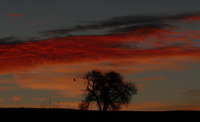 Rabe im Landeanflug an Baum im Erbsenbhl unter brennendem Morgenhimmel, November 2020