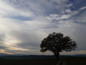 Linde unter Schleiherwolkenhimmel bei Beuren am Ried/Hegau, November 2020