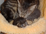 Muscheler's Katzenmama und Baby