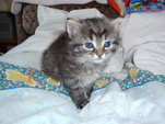 Katzenbaby: So blaue Augen...