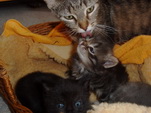 Katzenmama mit Babys