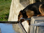 Eva's Hund, Rex, trinkt aus dem Wasserhahn