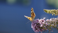 Schmetterling auf dem Fliederbusch