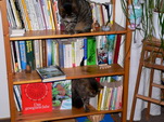 Katzen im Bücherregal