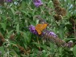 Schmetterling auf unserem Sommerflieder