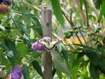 Schmetterling an unserem Sommerflieder