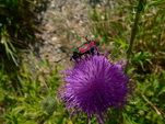 Schwarzroter Käfer auf Blume