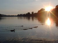 Enternfamilie im Sonnenuntergang am Bodensee