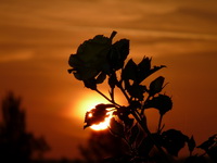 Rosen-Silhouette vor dem Sonnenaufgang