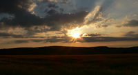 Strahlende Abendsonne über Getreidefelder im Hegau